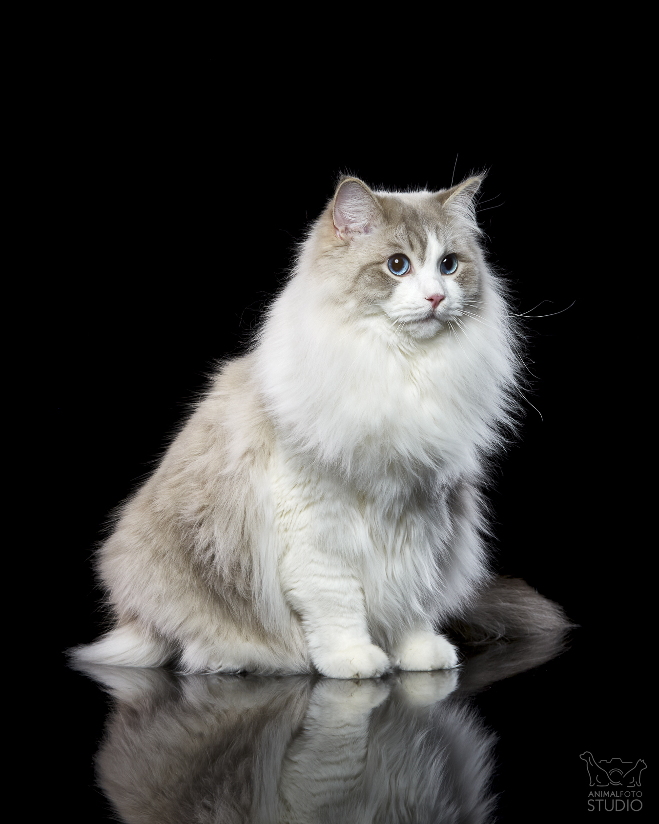 DIOR FelinityLand PL