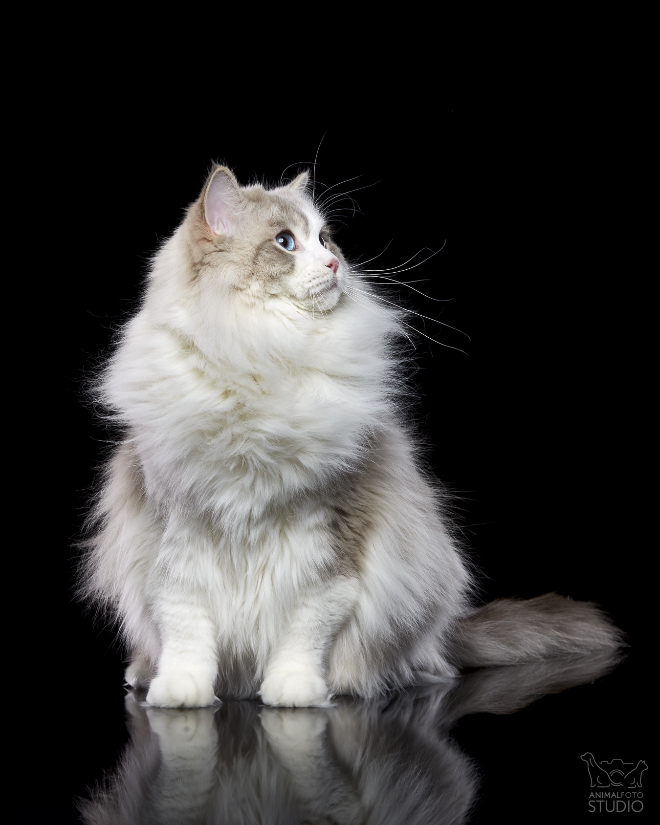 GIP DIOR FelinityLand PL