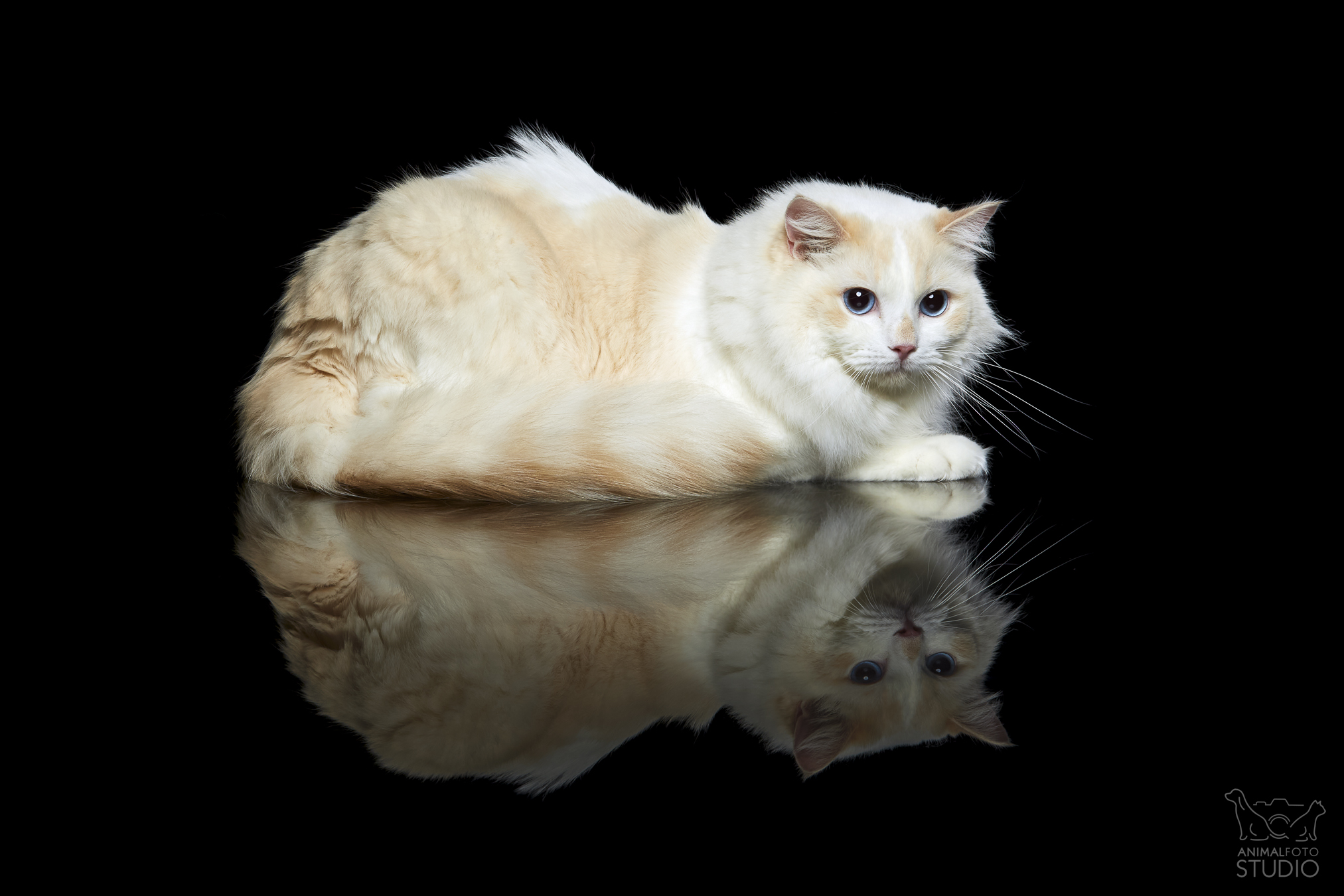 URIJJAH FelinityLand PL